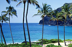 Hawaii - Beach, Palm Trees